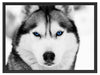 Husky mit blauen Augen Schattenfugenrahmen 80x60