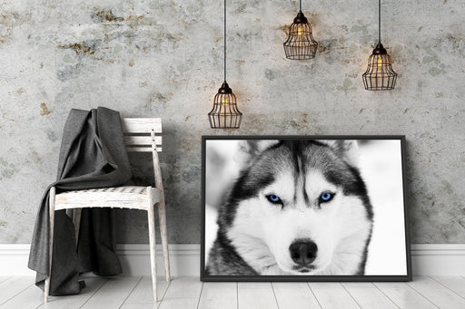 Husky mit blauen Augen Schattenfugenrahmen Wohnzimmer