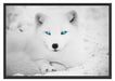Polarfuchs mit strahlenden Augen Schattenfugenrahmen 100x70
