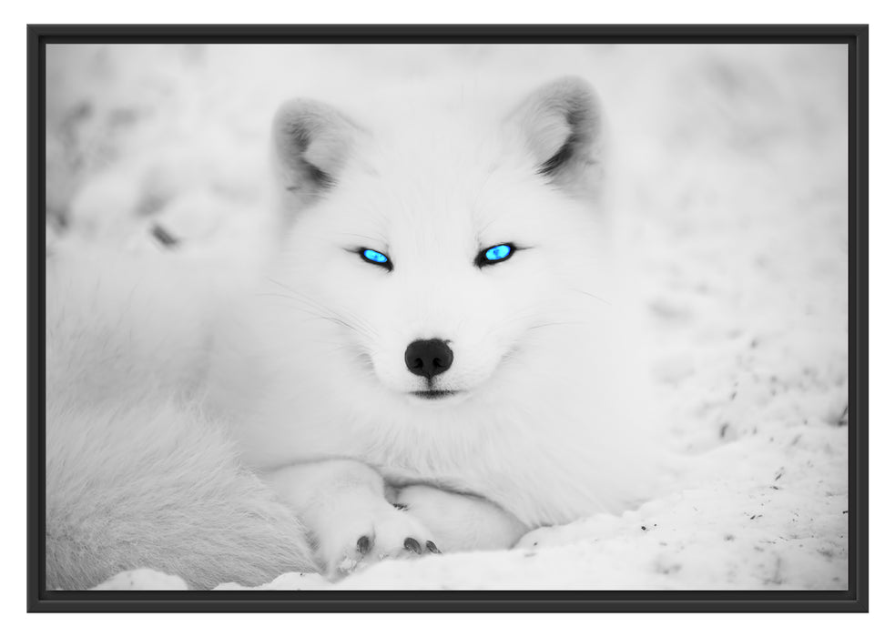 Pixxprint Polarfuchs mit strahlenden Augen, im Schwebe-Effekt Bilderrahmen