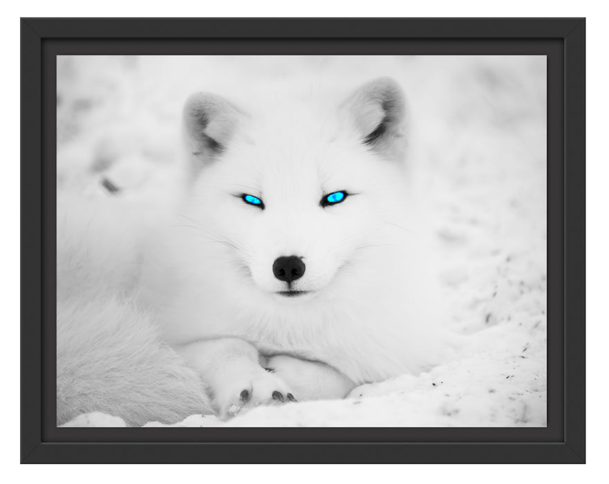 Polarfuchs mit strahlenden Augen Schattenfugenrahmen 38x30