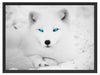 Polarfuchs mit strahlenden Augen Schattenfugenrahmen 80x60