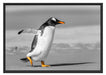 watschelnder Pinguin am Strand Schattenfugenrahmen 100x70