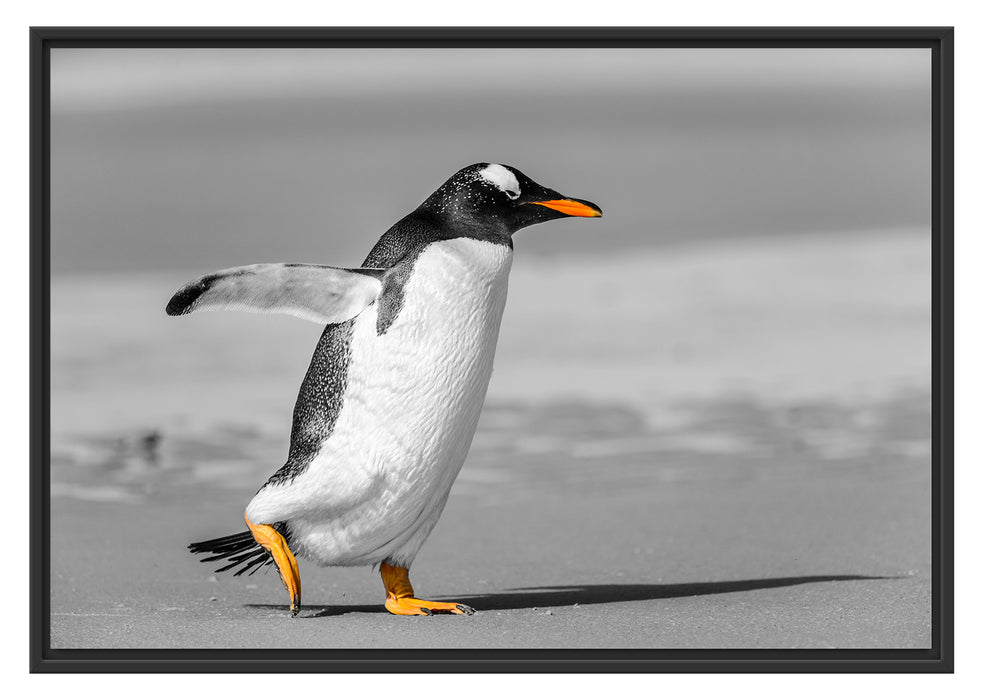 watschelnder Pinguin am Strand Schattenfugenrahmen 100x70