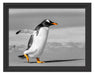 watschelnder Pinguin am Strand Schattenfugenrahmen 38x30