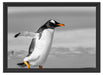 watschelnder Pinguin am Strand Schattenfugenrahmen 55x40