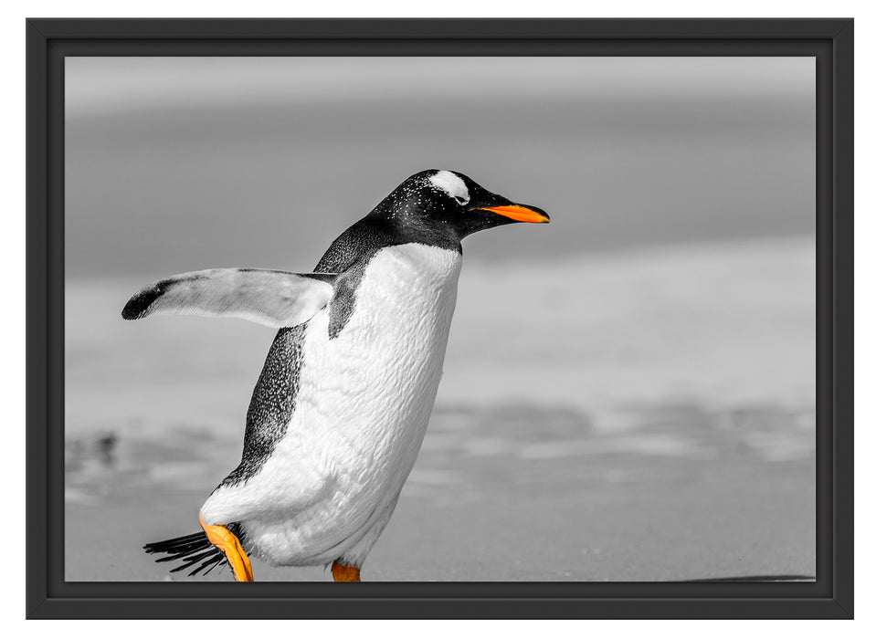 watschelnder Pinguin am Strand Schattenfugenrahmen 55x40