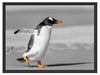 watschelnder Pinguin am Strand Schattenfugenrahmen 80x60