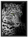 Leopardenkopf Schattenfugenrahmen 80x60