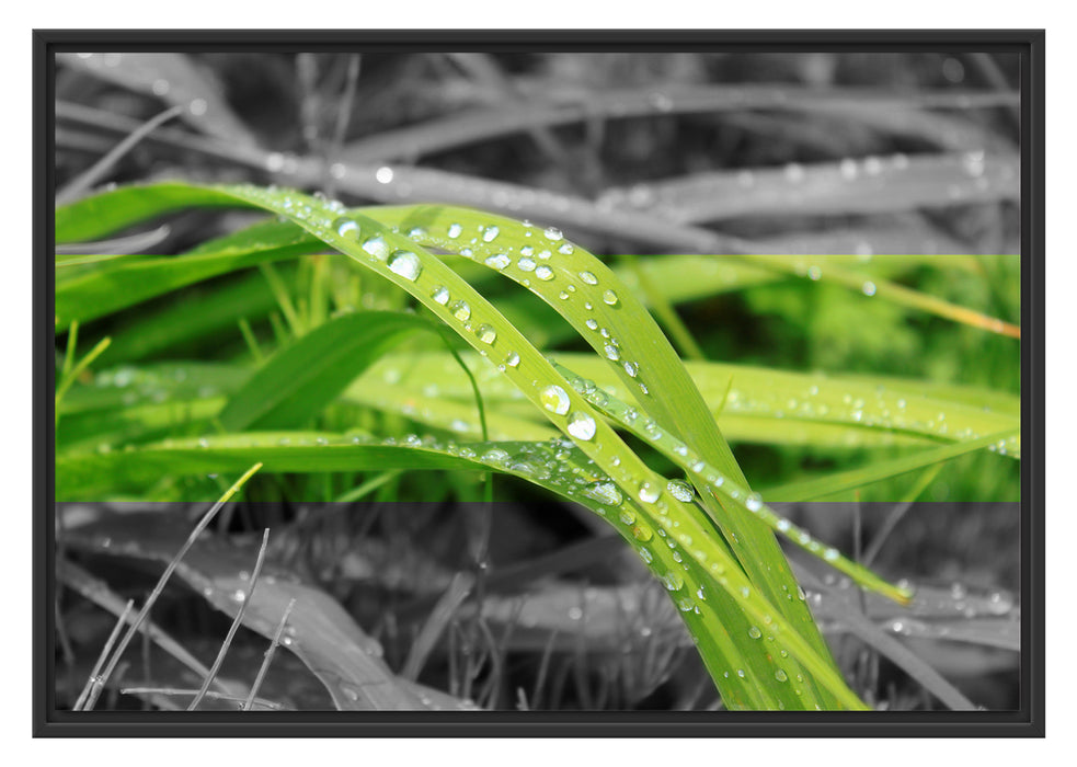 Pixxprint Grashalme im Morgentau, im Schwebe-Effekt Bilderrahmen