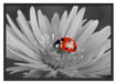 leuchtender Marienkäfer auf Blüte Schattenfugenrahmen 100x70