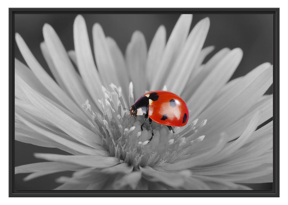 Pixxprint leuchtender Marienkäfer auf Blüte, im Schwebe-Effekt Bilderrahmen