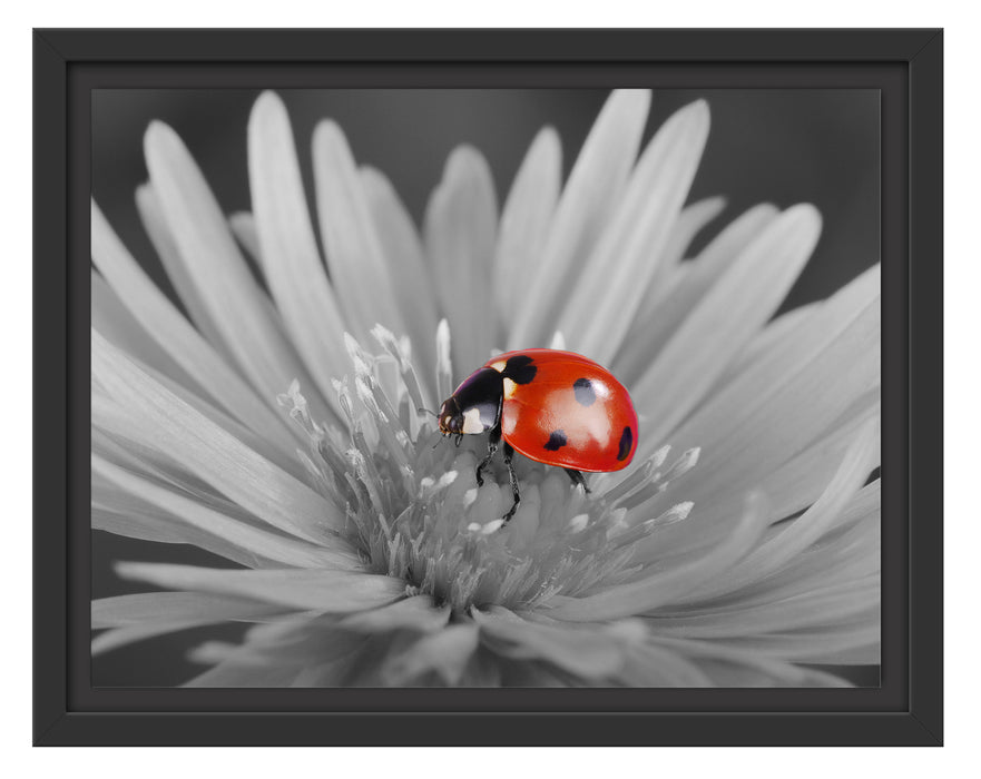 leuchtender Marienkäfer auf Blüte Schattenfugenrahmen 38x30