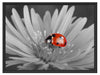 leuchtender Marienkäfer auf Blüte Schattenfugenrahmen 80x60