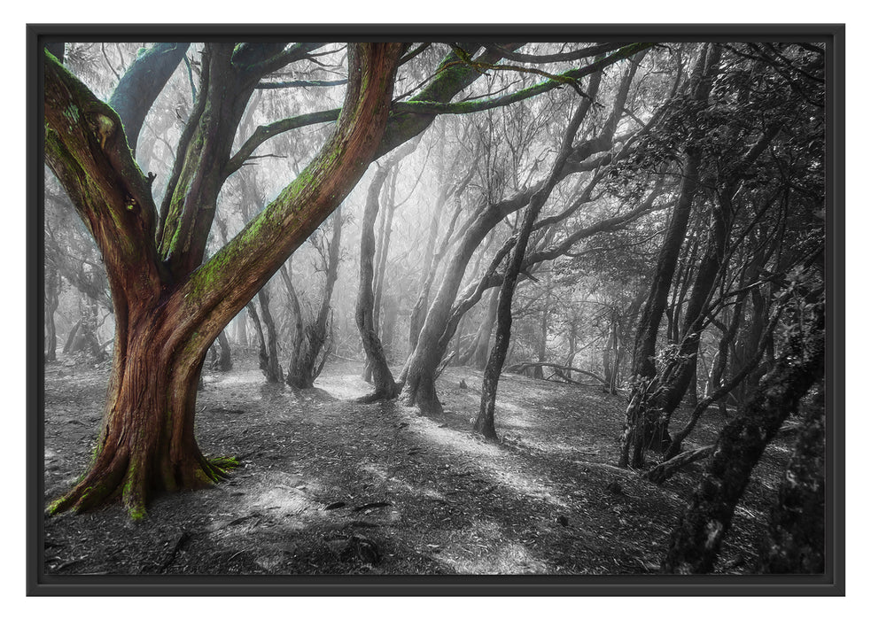 Pixxprint einsamer Baum in tristem Grau, im Schwebe-Effekt Bilderrahmen