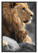 Löwe mit Löwenbaby Schattenfugenrahmen 100x70