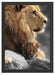 Löwe mit Löwenbaby Schattenfugenrahmen 55x40