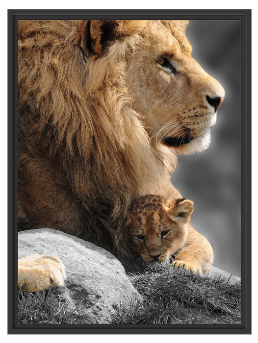 Löwe mit Löwenbaby Schattenfugenrahmen 80x60