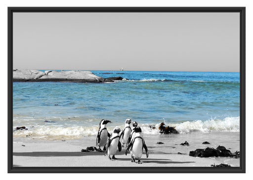 lustige Pinguine am Strand Schattenfugenrahmen 100x70