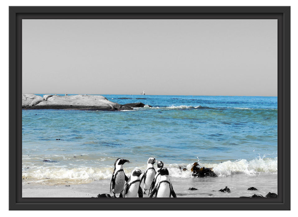 lustige Pinguine am Strand Schattenfugenrahmen 55x40