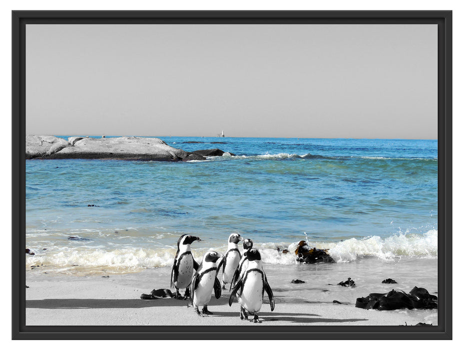 lustige Pinguine am Strand Schattenfugenrahmen 80x60