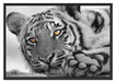 entspannter Tiger Schattenfugenrahmen 100x70