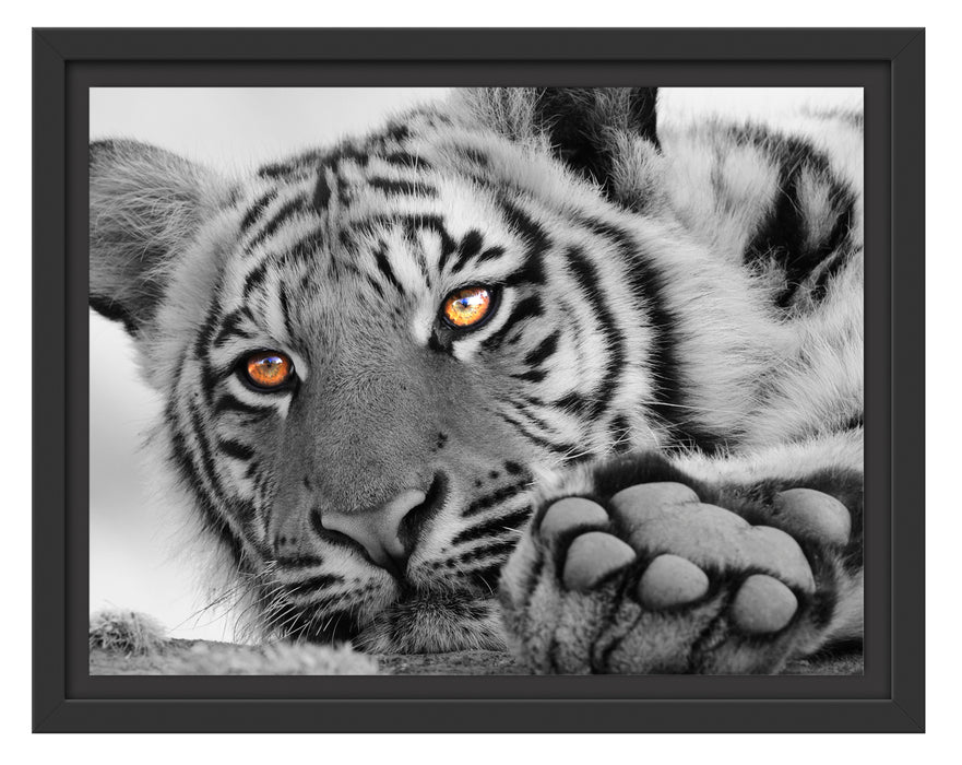entspannter Tiger Schattenfugenrahmen 38x30