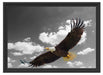 Weißkopfseeadler beim fliegen Schattenfugenrahmen 55x40