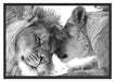 Bezauberndes kuschelndes Löwenpaar Schattenfugenrahmen 100x70