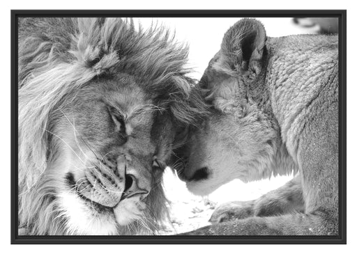 Bezauberndes kuschelndes Löwenpaar Schattenfugenrahmen 100x70