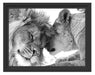 Bezauberndes kuschelndes Löwenpaar Schattenfugenrahmen 38x30