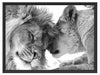 Bezauberndes kuschelndes Löwenpaar Schattenfugenrahmen 80x60