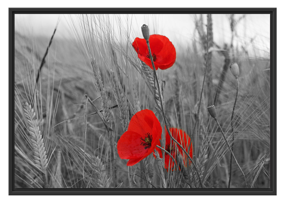 Pixxprint Mohnblumen im Getreidefeld, im Schwebe-Effekt Bilderrahmen