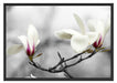 Magnolienblüten Schattenfugenrahmen 100x70