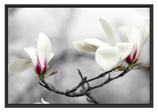 Magnolienblüten Schattenfugenrahmen 100x70