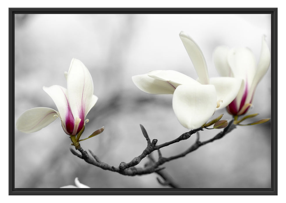 Pixxprint Magnolienblüten, im Schwebe-Effekt Bilderrahmen