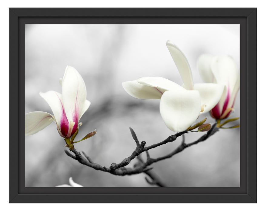 Magnolienblüten Schattenfugenrahmen 38x30