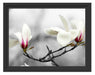 Magnolienblüten Schattenfugenrahmen 38x30