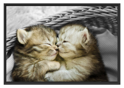 Zwei süße Babykatzen im Korb Schattenfugenrahmen 100x70