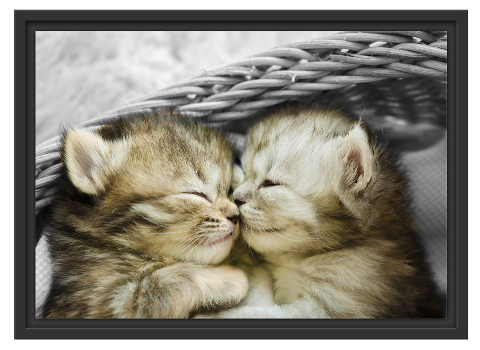 Zwei süße Babykatzen im Korb Schattenfugenrahmen 55x40
