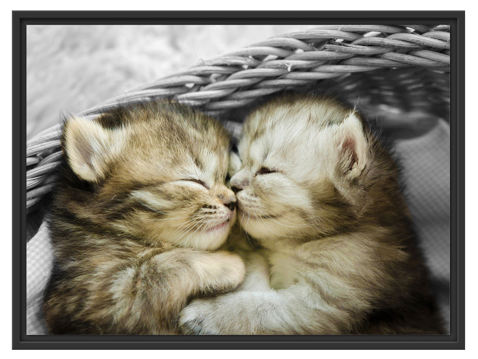 Zwei süße Babykatzen im Korb Schattenfugenrahmen 80x60