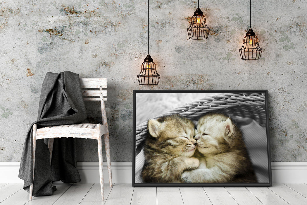 Zwei süße Babykatzen im Korb Schattenfugenrahmen Wohnzimmer