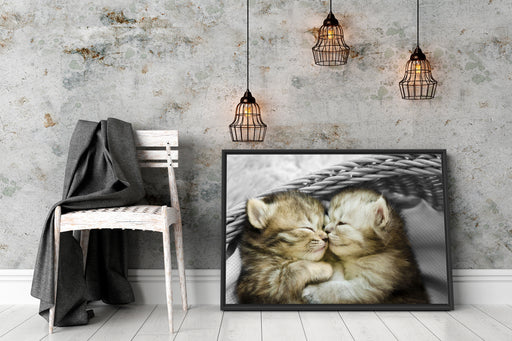 Zwei süße Babykatzen im Korb Schattenfugenrahmen Wohnzimmer