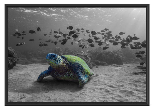 Schildkröte im Ozean Schattenfugenrahmen 100x70