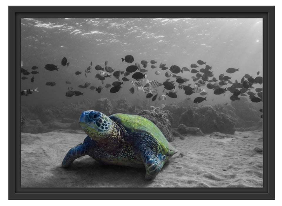 Schildkröte im Ozean Schattenfugenrahmen 55x40