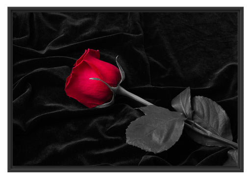 Rose gebettet auf Samt Schattenfugenrahmen 100x70