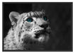 Schneeleopard Augen Schattenfugenrahmen 100x70