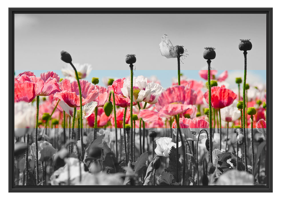 Pixxprint Blumenwiese Mohnblumen, im Schwebe-Effekt Bilderrahmen