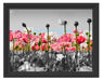 Blumenwiese Mohnblumen Schattenfugenrahmen 38x30