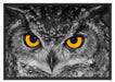Eule mit Augen Schattenfugenrahmen 100x70